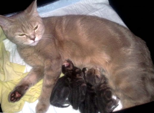 Кошка с котятами. Новорождённые котята